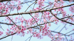 Cherry blossoms in Thailand