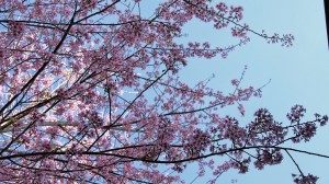 Cherry blossoms in Thailand