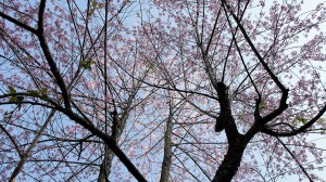 Cherry blossoms in Thailand