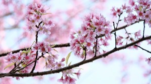Cherry blossoms in Thailand